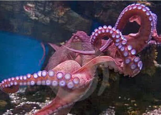 世界上最大的章鱼，北太平洋巨型章鱼(重达554斤)