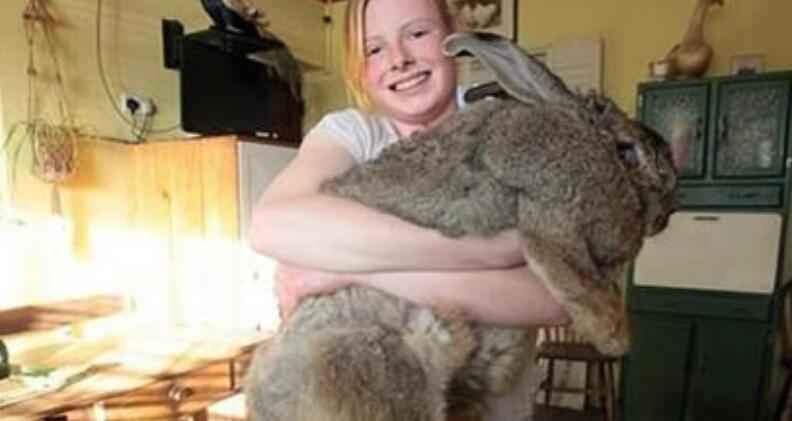 世界上最大的兔子，大流士兔(体长1.22米)