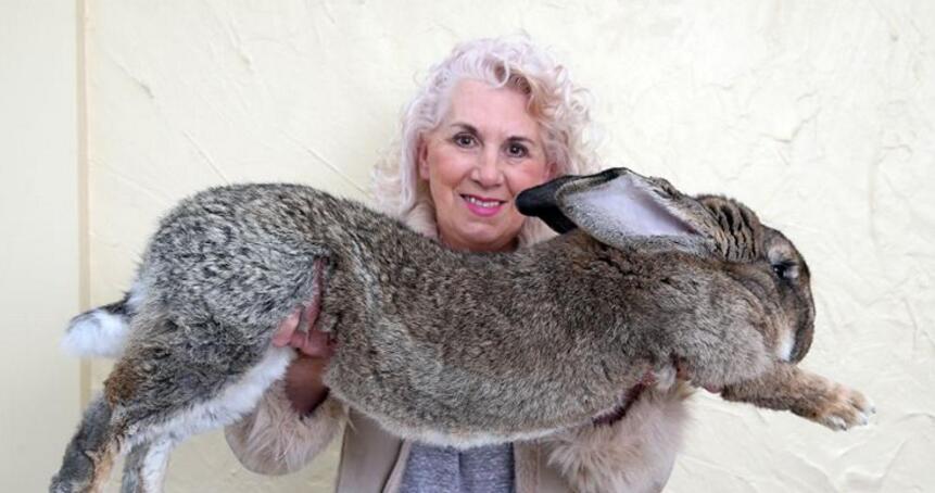 世界上最大的兔子，大流士兔(体长1.22米)