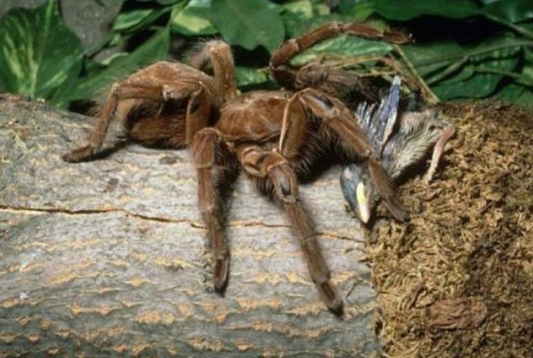 世界上最大的蜘蛛排行榜，食鸟狼蛛排第一(体长2.5厘米)