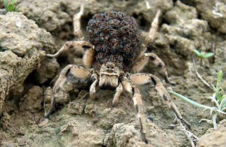 世界上最大的蜘蛛排行榜，食鸟狼蛛排第一(体长2.5厘米)