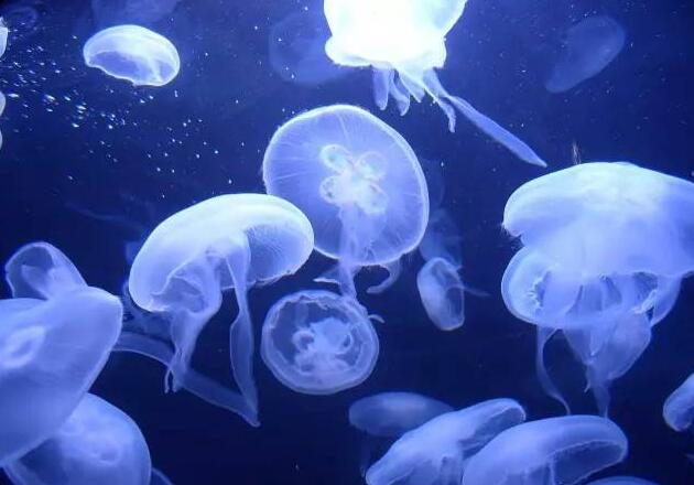 世界上最毒的水母箱水母，被碰到3分钟之内必死