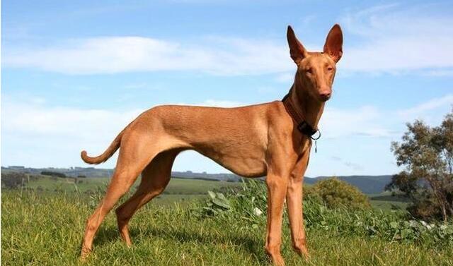 世界上最贵的狗排名，捷克狼犬排第一(10000美元)