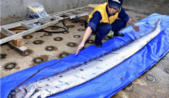 世界上最大的带鱼，巨型皇带鱼(体长达17米)
