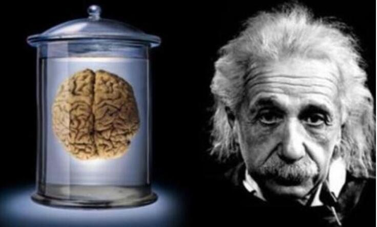 爱因斯坦智商165，死后大脑被切成两百多片(大脑比普通人轻)
