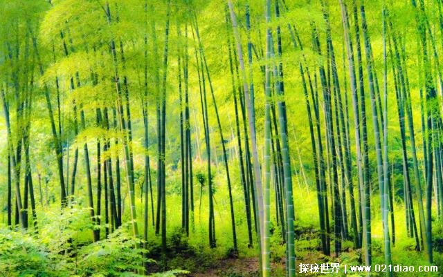 世界上长得最快的植物排名，竹子排名第一(一天长高1米)
