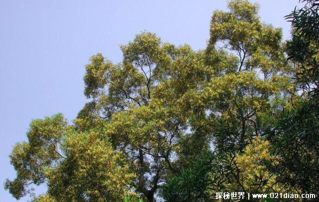 世界上长得最快的植物排名，竹子排名第一(一天长高1米)