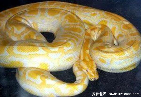 世界上最大的蟒蛇排名，网纹蟒排名第一(重量接近300斤)