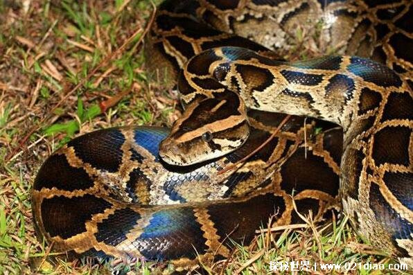 世界上最大的蟒蛇排名，网纹蟒排名第一(重量接近300斤)
