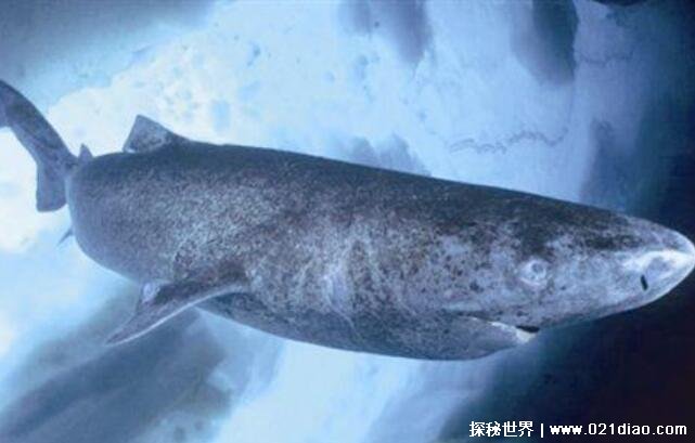 活了400岁的格陵兰鲨鱼，从明朝一直活到现在(最长能活500年)