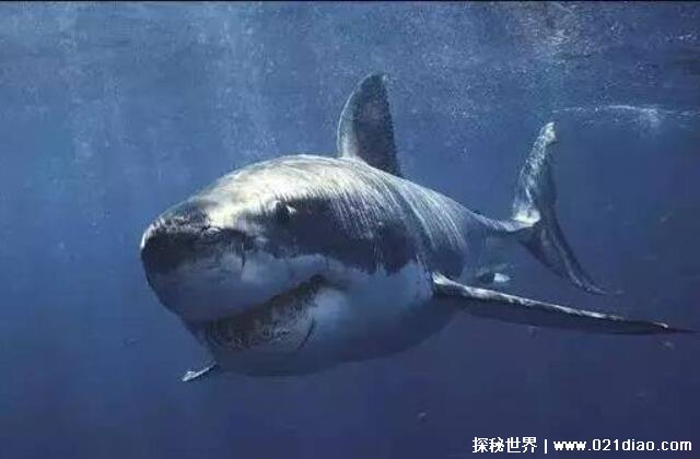 活了400岁的格陵兰鲨鱼，从明朝一直活到现在(最长能活500年)