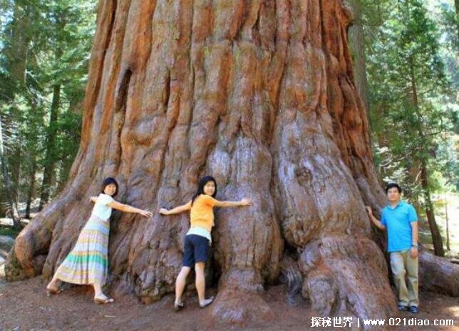 世界上最大的树是什么，雪曼将军树(比15头蓝鲸还重)