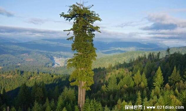 世界上最大的树是什么，雪曼将军树(比15头蓝鲸还重)