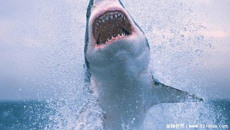 世界上十大恐怖鲨鱼排名，最恐怖的是公牛鲨(胃里发现人类尸体)