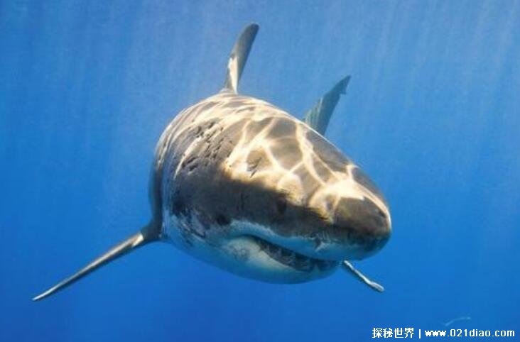世界上十大恐怖鲨鱼排名，最恐怖的是公牛鲨(胃里发现人类尸体)
