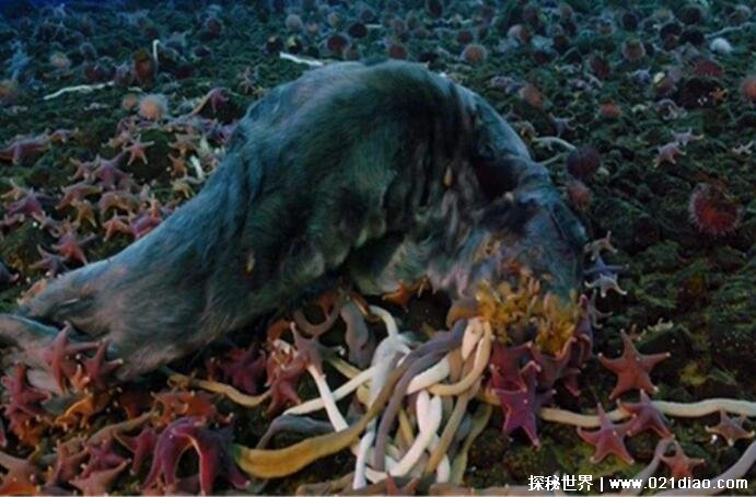南极巨虫55米是真的吗，可以吞食海豹(目前并未发现这么大的)