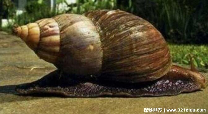 世界上最大的蜗牛，非洲大蜗牛(成为人类的美食)