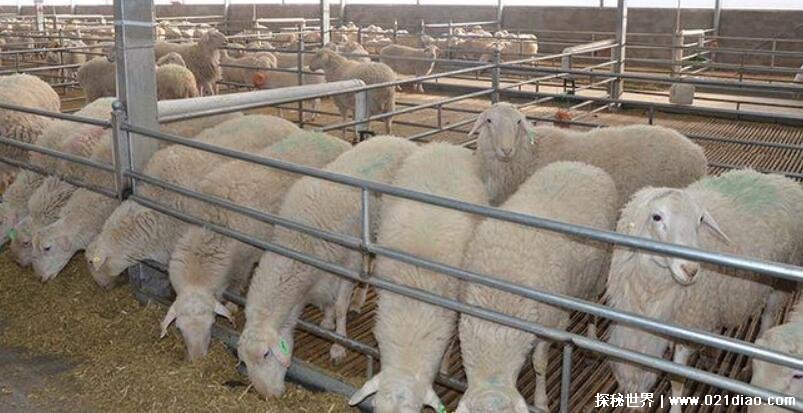 养羊50只一年赚多少钱，一年大概有四万元利润