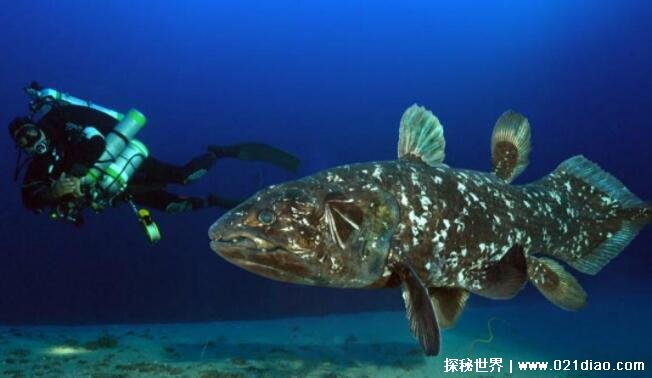 世界上最古老的腔棘鱼现在还有吗，已经濒临灭绝(只有30只)