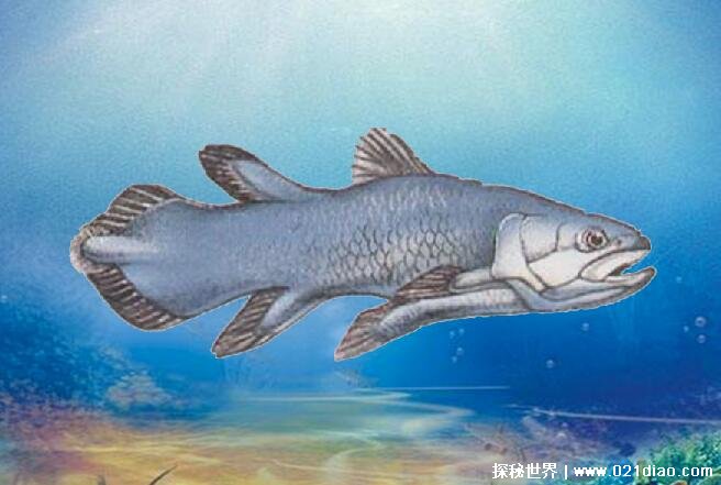 世界上最古老的腔棘鱼现在还有吗，已经濒临灭绝(只有30只)