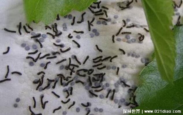 蚕的生长过程，从蚕宝宝到飞蛾要经历40天