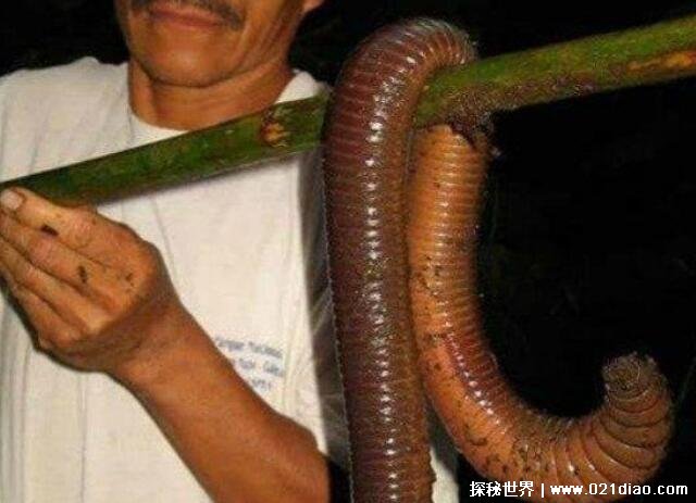 世界上最长的蚯蚓，澳大利亚巨型蚯蚓(长3米重1斤)