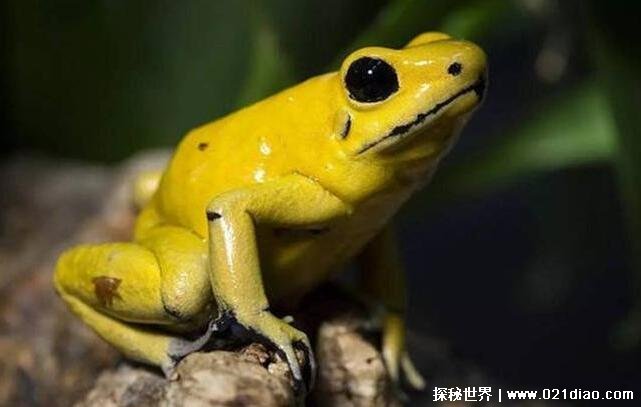 黄金箭毒蛙毒性有多强，三分钟毒死十个成年人(毒性最强的蛙类)