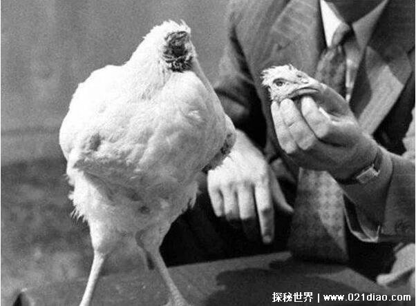 无头鸡不死之谜揭秘，头被砍后活了18个月(头骨不同于其他动物)