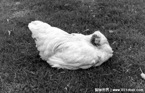 无头鸡不死之谜揭秘，头被砍后活了18个月(头骨不同于其他动物)