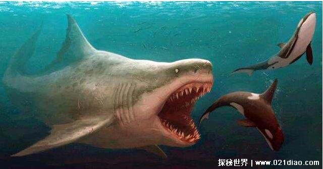 沧龙vs巨齿鲨谁厉害，巨齿鲨更胜一筹(海洋霸主)