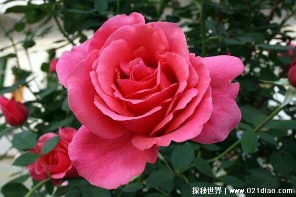 中国十大名花有哪些，国花牡丹最为尊贵(花中之王)