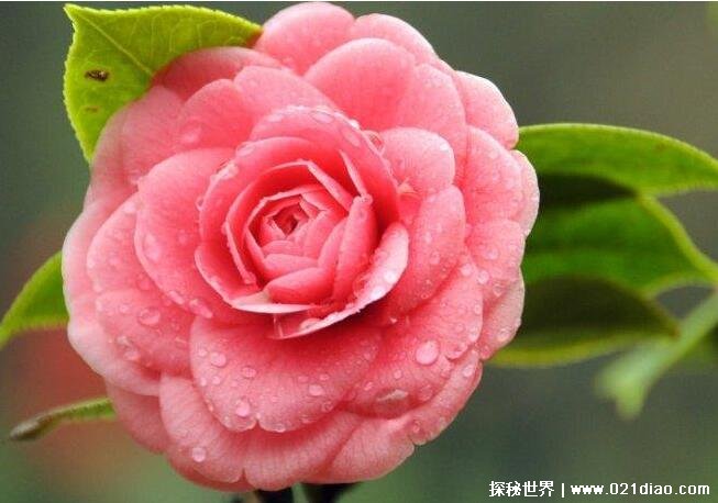 中国十大名花有哪些，国花牡丹最为尊贵(花中之王)