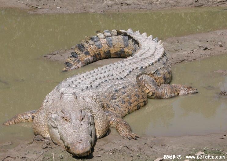 世界上最大的鳄鱼排名，咸水鳄最大最凶猛(体重接近2吨)