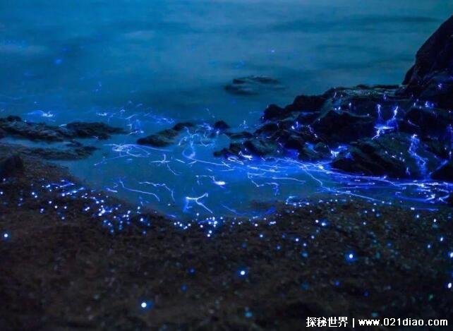 海上蓝眼泪是怎么形成的，夜光藻发出的光(少部分由海萤形成)