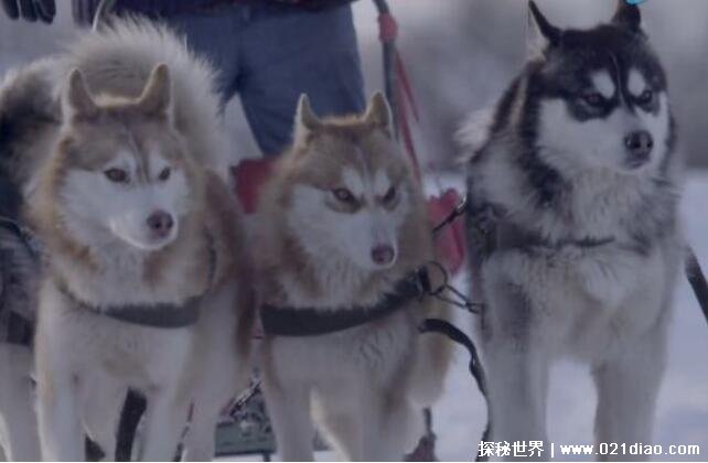 雪橇三傻是哪三种狗，阿拉斯加是它们的老大(被称为大傻)