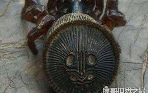 中国发现最早的蜘蛛，金钱活门蛛仅6只成活宝