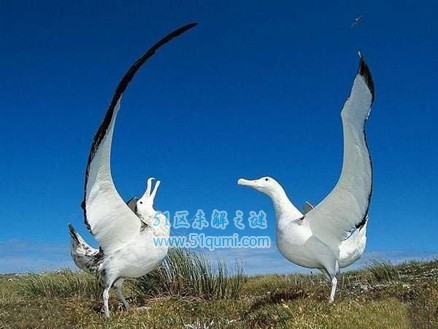 漂泊信天翁:世界上翼展最长的鸟 为什么可以一直飞不落地?