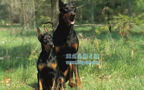 世界三大顶级护卫犬 卡斯特罗犬/杜宾犬/罗威纳犬