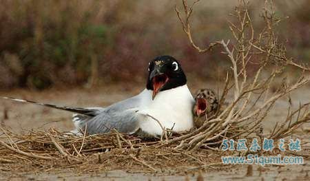 黑头鸥:中国极度濒危保护鸟类 黑头鸥是几级保护动物?