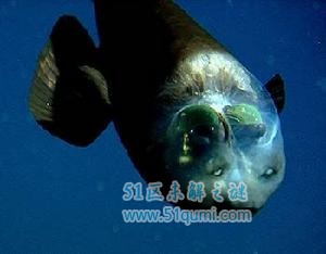 管眼鱼:头部透明眼睛长在头上的怪鱼 如何捕食猎物?