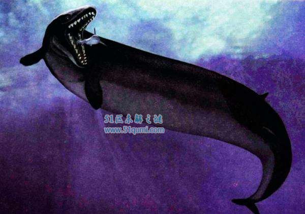 龙王鲸VS巨齿鲨谁更厉害?它是如何灭绝的?