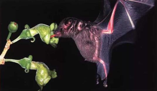 世界上最可怕的蝙蝠，世界五大恐怖蝙蝠排名(兔唇蝠最吓人)