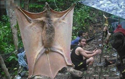 世界上最可怕的蝙蝠，世界五大恐怖蝙蝠排名(兔唇蝠最吓人)