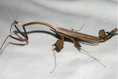 世界上最大最凶的螳螂，可怕螳螂排名（马来树枝螳螂最大）