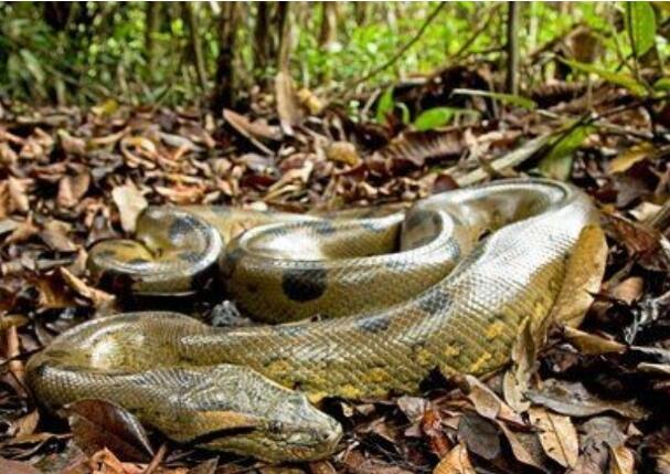 世界上最大的蛇，亚马逊森蚺实至名归(长6米/重达450斤)