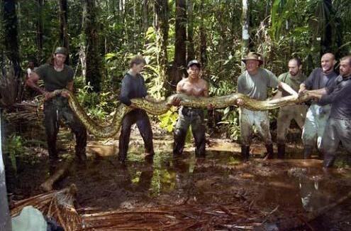 世界上最大的蛇，亚马逊森蚺实至名归(长6米/重达450斤)