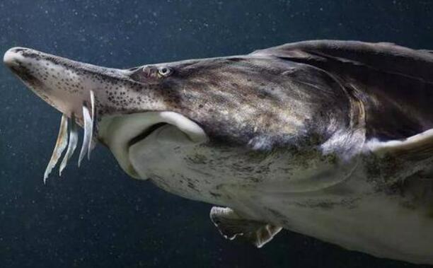 世界上最大的鱼排行，鲸鲨最大(长12米/重21吨)