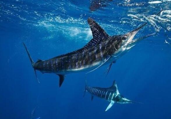 世界上最大的鱼排行，鲸鲨最大(长12米/重21吨)