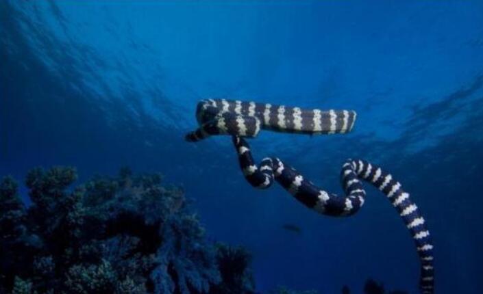 世界上最毒的蛇十大排名，贝尔彻海蛇最毒(毒液可以杀死百人)