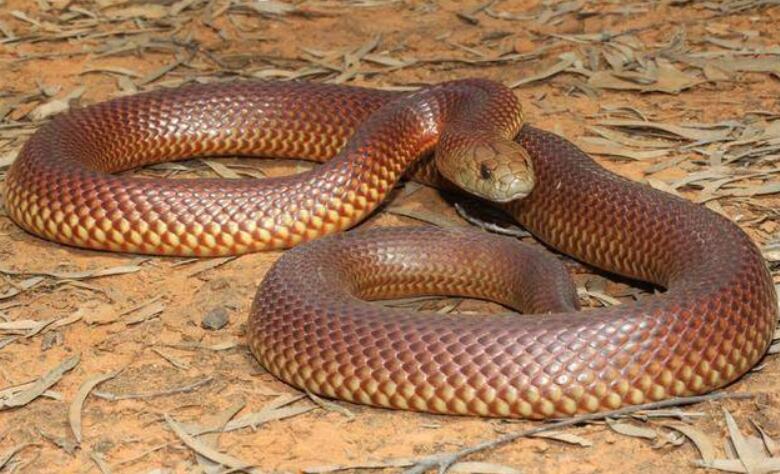 世界上最毒的蛇十大排名，贝尔彻海蛇最毒(毒液可以杀死百人)